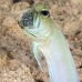 jawfish_yellowhead_bcf_nwp_v_0236_tci2162.jpg